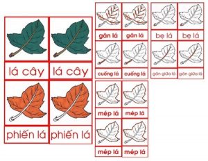 Giáo cụ Montessori mô phỏng về cấu tạo của lá cây giúp trẻ có thể hiểu sâu hơn